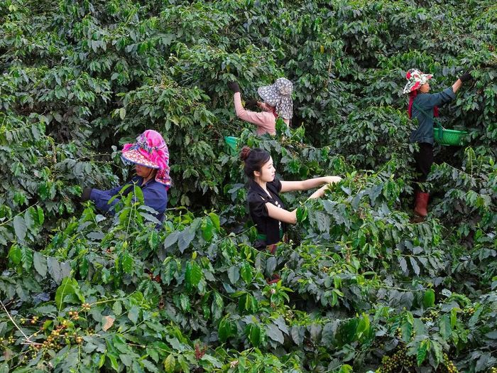 Cây cà phê đang giúp người dân Sơn La xóa nghèo bền vững. Ảnh: Hoàng Thức.