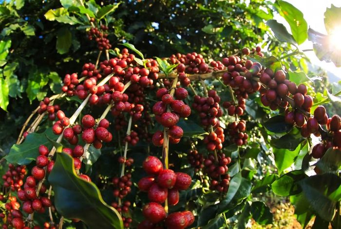 Cà phê Sơn La được đánh giá có chất lượng tốt. Ảnh: Hoàng Thức.