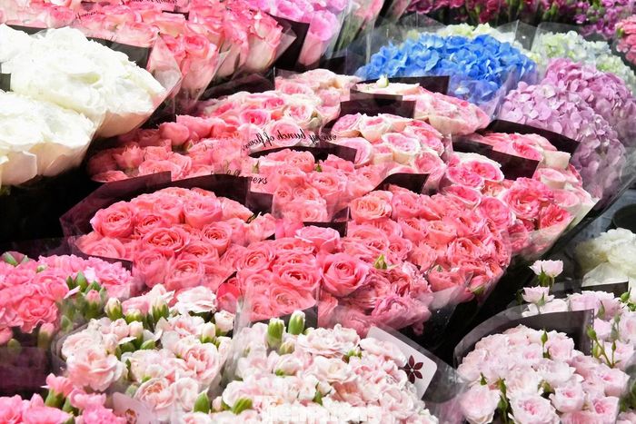 Năm nay, bên cạnh những loại hoa quen thuộc như hồng, sen, cẩm tú cầu, tulip..., các sạp hàng tại chợ còn có thêm những giống mới như nhí thiên hà, phăng lai,.. đem đến nhiều lựa chọn cho khách mua dịp lễ.