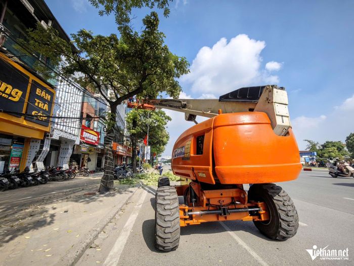 Những hàng cây hoa sữa trước nhà dân