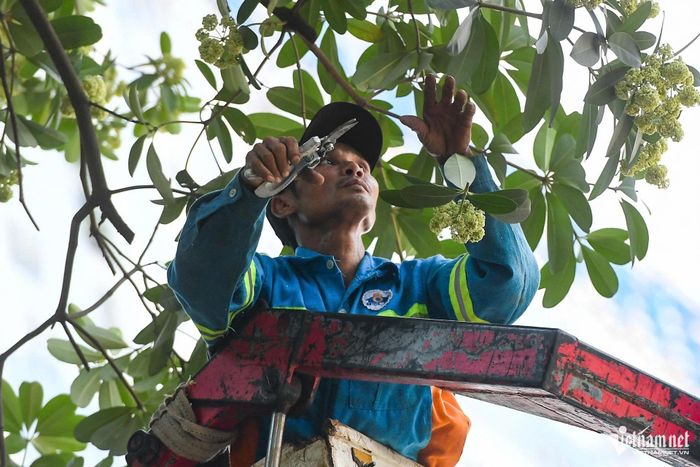 Công nhân tiến hành sắt tỉa hoa sữa