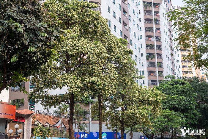 Dù yêu hoa sữa, vẫn hiểu vì sao có người mong được chuyển bớt cây khỏi nơi mình sống. Ảnh: VietNamNet