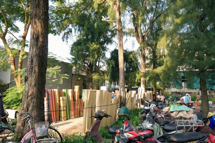 Không gian chợ xanh mát nhờ được che chắn bởi những rặng phi lao