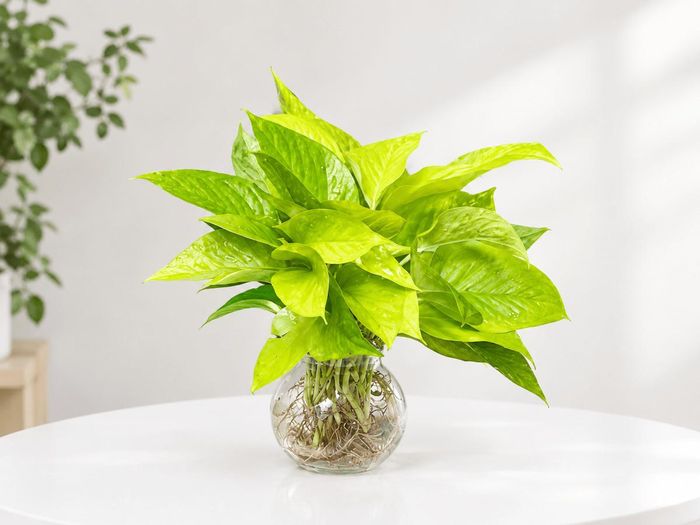Trầu bà thủy sinh, với vẻ đẹp xanh mướt, khả năng thích nghi tuyệt vời và những ý nghĩa phong thủy sâu sắc, đã trở thành một lựa chọn không thể bỏ qua.