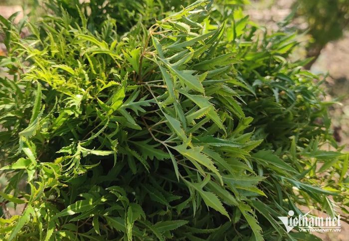 Lá đinh lăng chữa đau đầu, mất ngủ. Ảnh: H. Anh