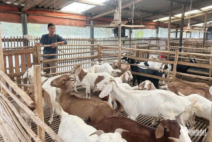 Các dự án hỗ trợ chăn nuôi, phát triển sản xuất đã mang lại hiệu quả tích cực giúp người dân có sinh kế ổn định, vươn lên thoát nghèo bền vững