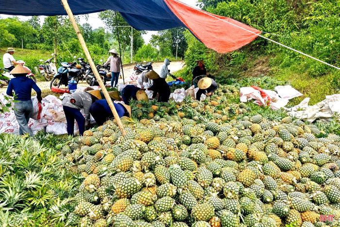 Công ty Cổ phần Thực phẩm xuất khẩu Đồng Giao thu mua 100% sản lượng dứa đạt tiêu chuẩn với mức giá tối thiểu cao hơn chi phí sản xuất, đảm bảo lợi nhuận cho người trồng.