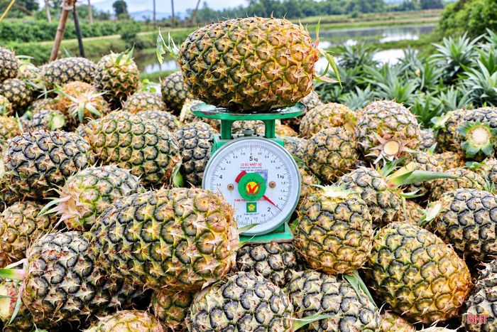  Sản lượng dứa đã thu hoạch tại các địa phương đạt 9.800 tấn. 