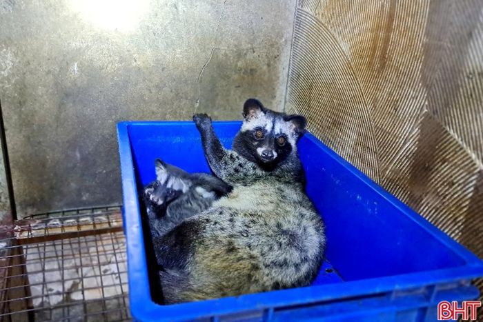 Nhờ chăm sóc đúng quy trình kỹ thuật chồn hương của Chung khỏe mạnh, cho sinh sản tốt.