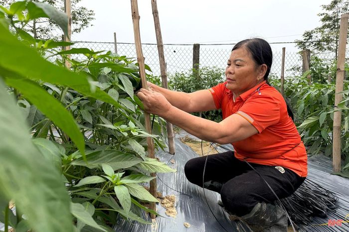 Mùa đông đến muộn giúp bà con nông dân tranh thủ tăng gia sản xuất.