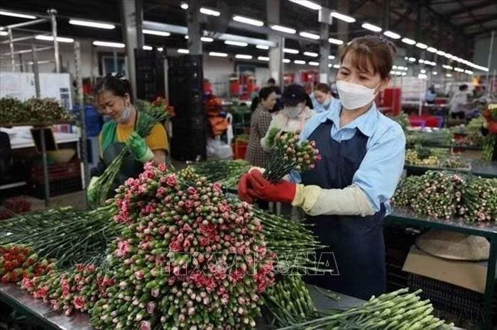 Công ty TNHH Dalat Hasfarm (Lâm Đồng) trồng và xuất khẩu hoa tươi cắt cành, phục vụ thị trường trong nước và xuất khẩu sang Đan Mạch và một số nước. Ảnh tư liệu: Vũ Sinh/TTXVN