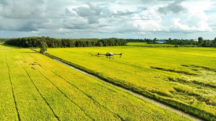 Agridrone Việt Nam đã giúp giảm một phần lượng thuốc rơi vãi trên nước và đất, cải tạo nguồn đất nông nghiệp, chi phí canh tác giảm 20-30%, chất lượng nông sản được nâng tầm, dư lượng thuốc bảo vệ thực vật kiểm soát minh bạch. Ảnh minh họa: vietnam.vnanet.vn