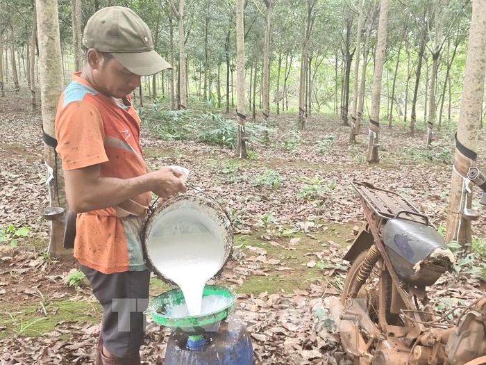 Việt Nam là quốc gia sản xuất, xuất khẩu cao su lớn trên thế giới. Ảnh minh họa: K GỬIH-TTXVN