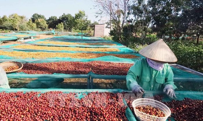 Nông dân trồng cà phê Robusta tại Đắk Lắk đang phơi cà phê sau thu hoạch. Ảnh: Kha Phạm - TTXVN