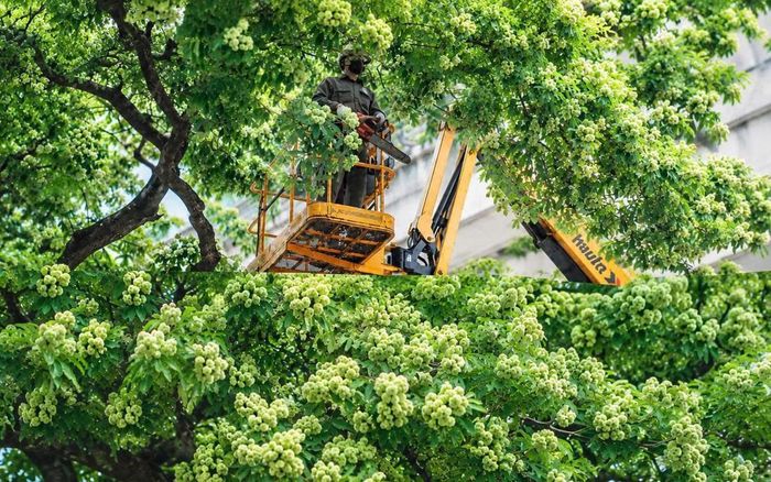 Công nhân tiến hành cắt tỉa hoa sữa