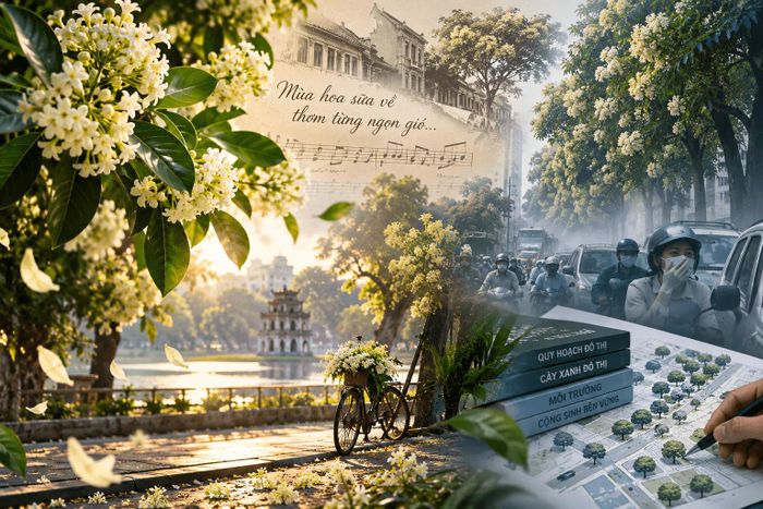 Mùa hoa sữa giữa đô thị. (Ảnh minh hoạ)