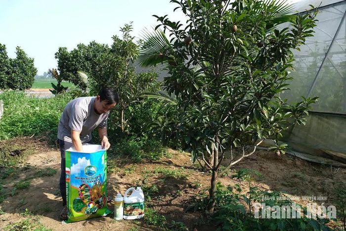Sản phẩm phân bón hữu cơ của HTX Sản xuất thương mại - Nông nghiệp sạch Hoằng Đạo được sử dụng trong chăm sóc cây trồng.
