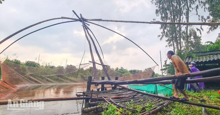 Để cất được những chiếc vó lớn, người dân phải dùng sức nặng của cả thân người.