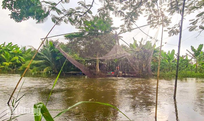 Mùa cất vó ở U Minh Thượng không chỉ giúp bữa ăn gia đình thêm tươm tất, mà còn mang lại cho người dân thêm nguồn thu nhập trong khi chờ mùa vụ mới bội thu.