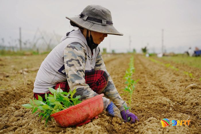 Trên những thửa ruộng, nét đẹp người phụ nữ được ghi lại qua đôi tay cần mẫn với mùa vụ. Ảnh: KHA MIÊN