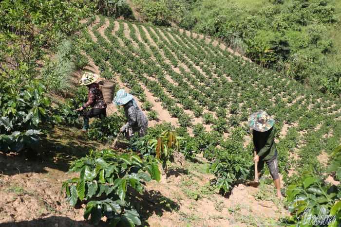 Kết hôn quá sớm khép lại ước mơ học tập, nghề nghiệp của nhiều trẻ vị thành niên ở vùng cao. Trong ảnh: Người dân bản Long Dạo, xã Si Pa Phìn chăm sóc cây cà phê từ chuyển đổi cơ cấu cây trồng, nâng cao hiệu quả, thu nhập.