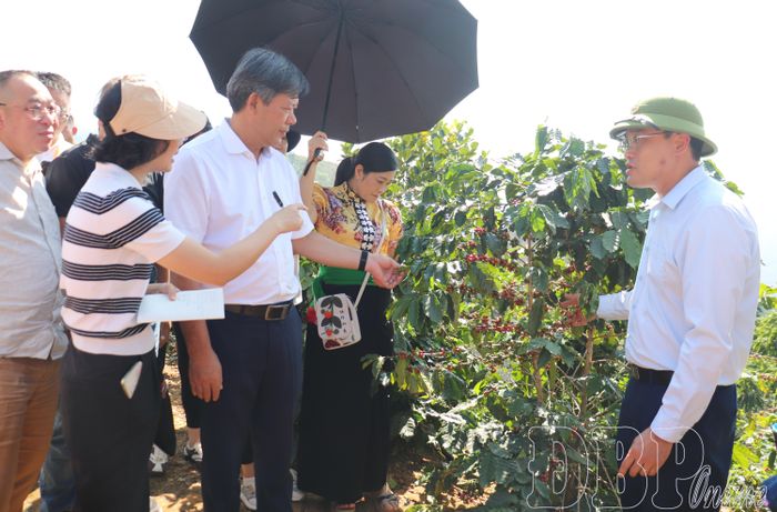 Đoàn khảo sát tham quan thực địa vùng nguyên liệu cà phê tại bản Chế Á, xã Quài Tở.