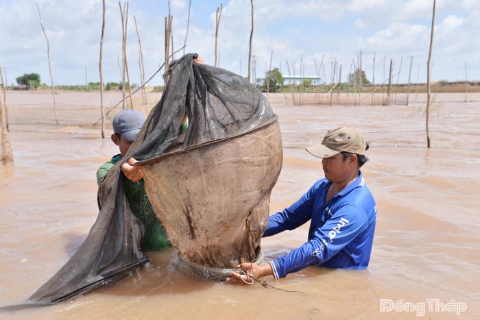 Do nước lũ thấp hơn năm 2025 nên năm nay, việc khai thác thủy sản mùa lũ của gia đình ông Hận không bằng năm trước.
