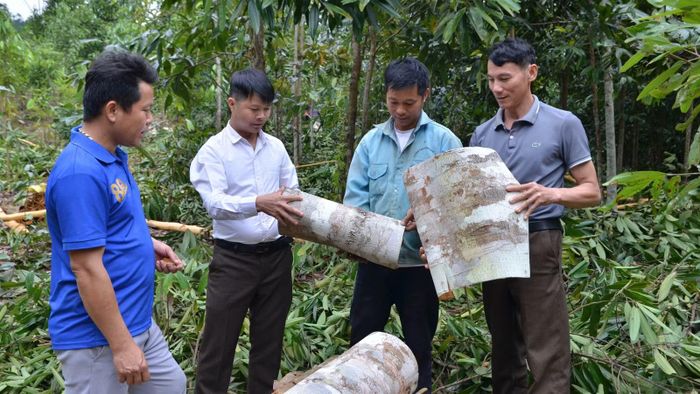 Cán bộ xã Phong Dụ Thượng trao đổi với người dân thôn Cao Sơn về thu hoạch quế vỏ.