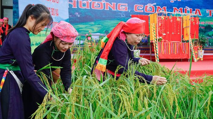 Cốm Hợp Thành được làm từ những bông lúa nếp non.