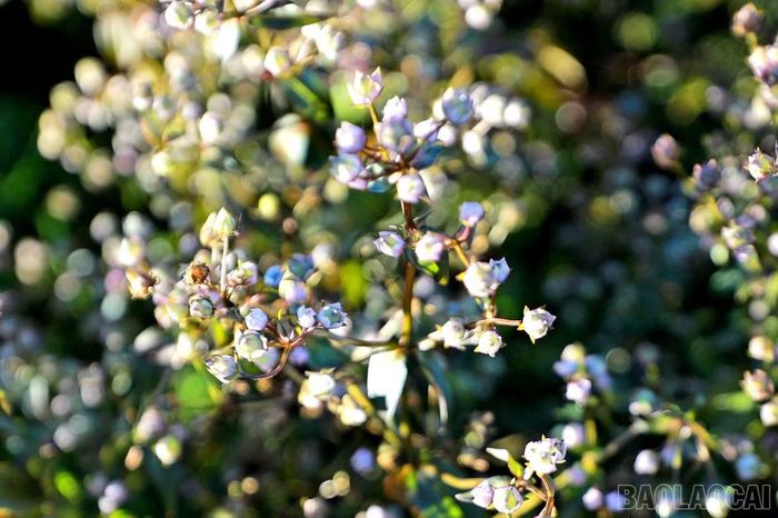 Hoa chi pâu, theo tiếng Mông có nghĩa là “không biết”, là loài hoa dại đặc trưng trên những triền núi cao Tà Chì Nhù, nổi bật bởi sắc tím dịu dàng mỗi độ thu về.