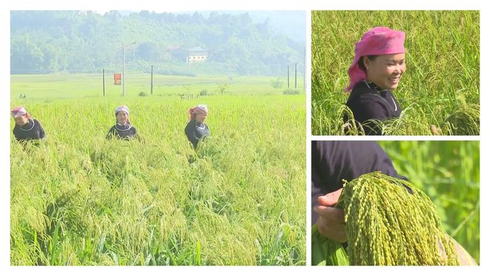 Xã Hợp Thành có 135 ha cấy lúa nếp địa phương để làm cốm.