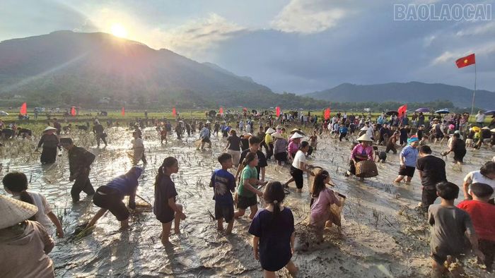 Người dân và du khách cùng trải nghiệm bắt cá ruộng.