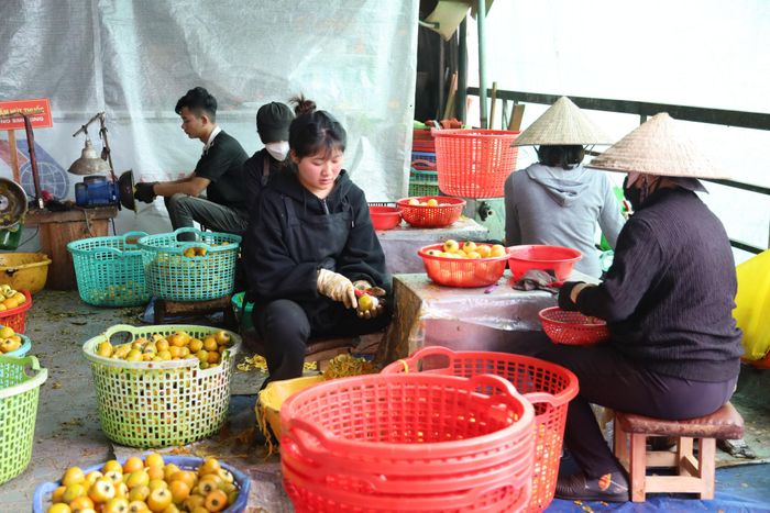 Cơ sở của gia đình chị Trần Thị Như Thùy, phường Xuân Trường - Đà Lạt tích cực vào mùa sản xuất hồng treo gió