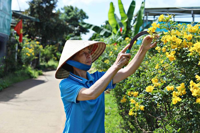 Bà Trần Thị Loan, Chi hội Phụ nữ thôn Từ Liêm chăm chút tuyến đường hoa trên địa bàn
