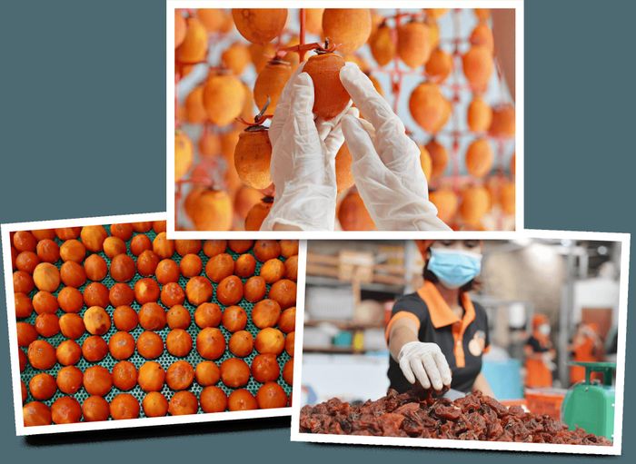 Qua thời gian hong tự nhiên, quả hồng dần se lại, lớp vỏ chuyển màu và phần thịt trở nên dẻo, ngọt được đóng gói đẹp mắt trước khi tới tay người tiêu dùng