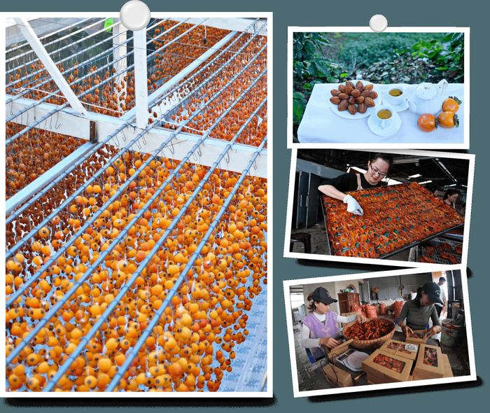 Sau khi thu hoạch, hồng được lựa chọn, phân loại để phục vụ nhu cầu thưởng thức và chế biến thành những sản phẩm đặc trưng