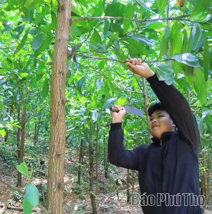Anh Bùi Ngọc Hải ở thôn Sóc Bai, xã Lạc Thuỷ phát triển rừng trồng nhờ nguồn vốn chính sách.