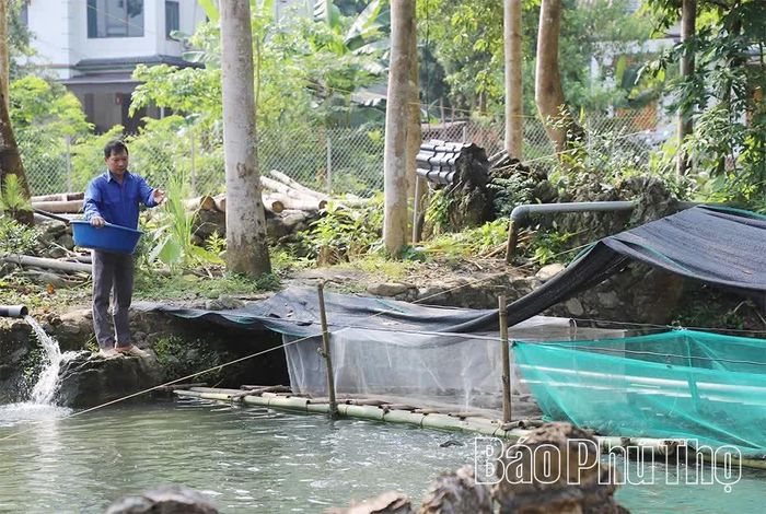 Với 4.000 con cá tầm, mô hình kinh tế của Bí thư chi bộ Triệu Thị Thơm đã phát huy hiệu quả và có khả năng nhân rộng.