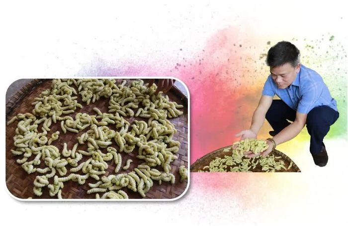 Mỗi kg tằm thương phẩm hiện có giá 90.000 đồng. Đồng nghĩa với việc một gia đình đầu tư 100 gam trứng tằm thì sau 15-19 ngày sẽ thu về 15-16 triệu đồng.