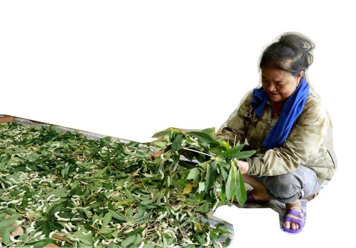 Từ khi tằm nở đến khi ăn rỗi, chín, có thể xuất bán chỉ khoảng 15-19 ngày tùy điều kiện thời tiết.