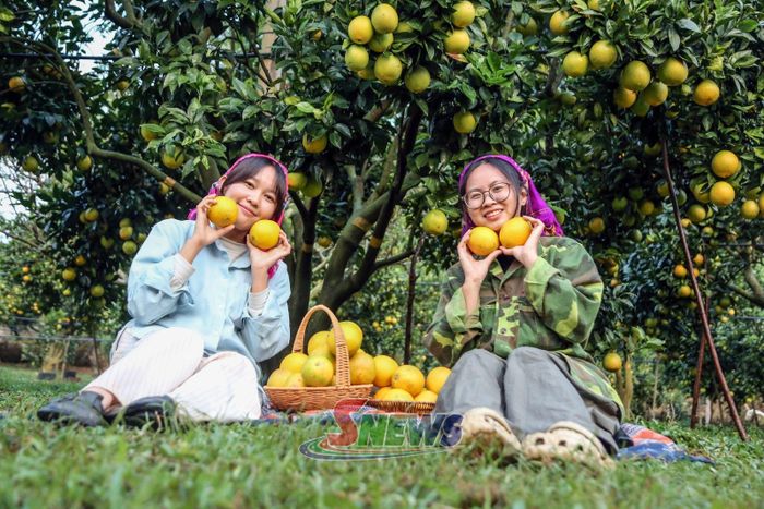 Vườn cam tại xã Phiêng Khoài thu hút du khách tham quan, trải nghiệm.