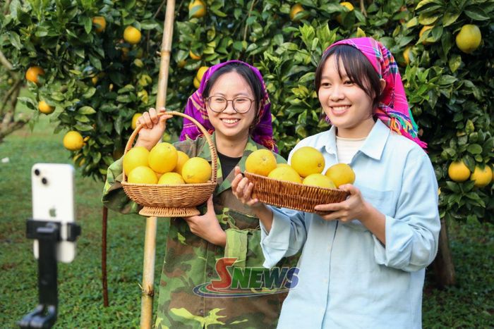 Các nhà sáng tạo nội dung livestream giới thiệu, quảng bá sản phẩm cam Navel ở Phiêng Khoài trên các nền tảng số.
