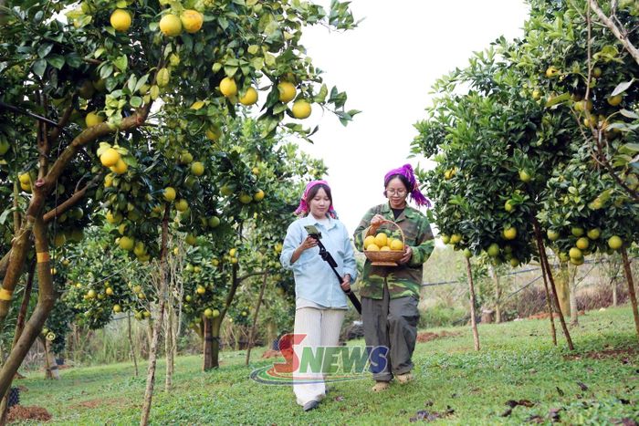 Vườn cam Navel ở thôn An Hưng vào vụ thu hoạch.