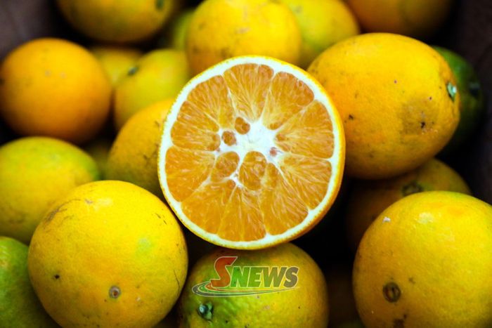 Cam Navel quả to, vỏ mỏng, tép mọng nước, không hạt, vị ngọt đậm và hương thơm đặc trưng.