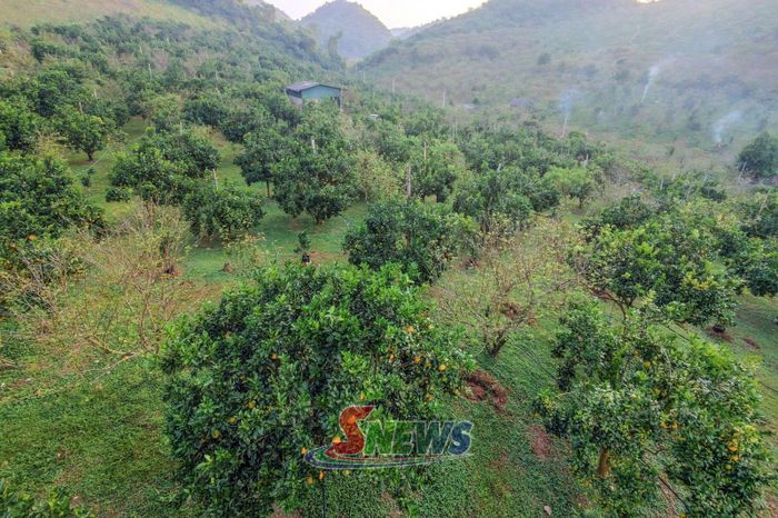 Vườn cam Navel ở xã Phiêng Khoài vào mùa thu hoạch.