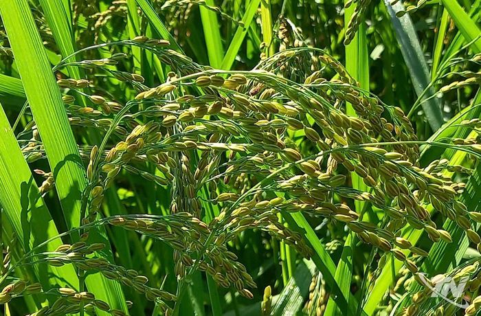 Lúa nếp vải trĩu bông trên đồng ruộng Phú Lương