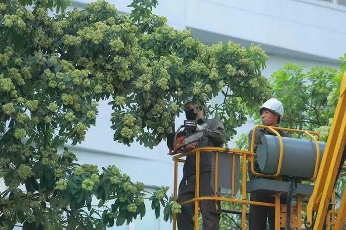 Công nhân cắt tỉa bớt các chùm hoa ở những tuyến phố trồng hoa sữa với mật độ dày. Ảnh: Tiến Cường