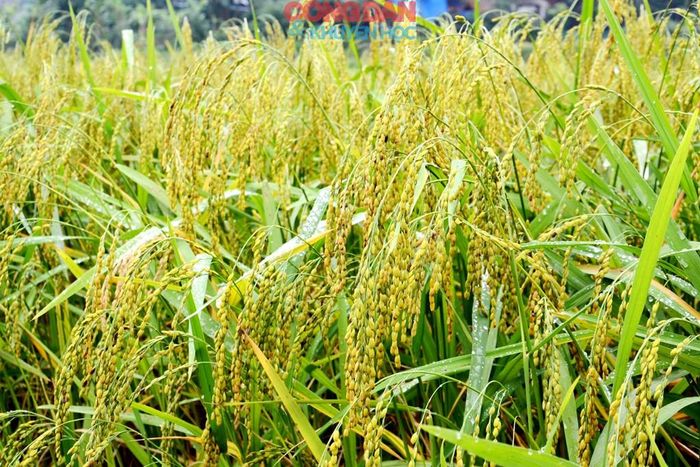 Những hạt nếp căng mẩy, thơm ngon. Ảnh: Quốc Hồng
