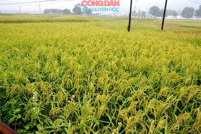 Cánh đồng lúa nếp đặc hữu ở xã Hợp Thành. Ảnh: Quốc Hồng