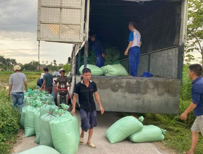 Người dân tập kết, bốc xếp lúa gạo lên xe tải để tiêu thụ. Ảnh: THANH MAI